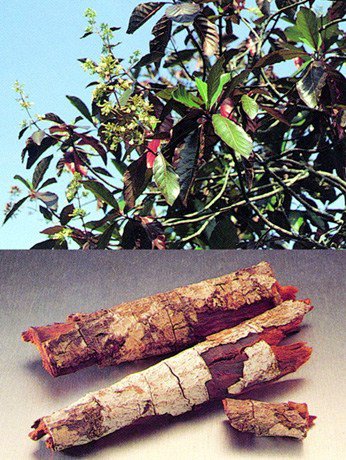 Cinchona: a branch with leaves and flowers, and pieces of dried cinchona bark