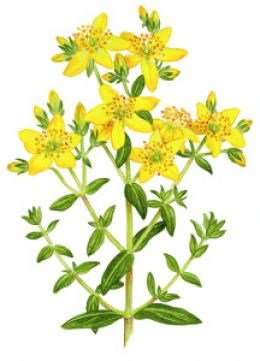 Botanical drawing of St John's wort (Hypericum perforatum), with yellow flowers and small green leaves
