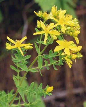 Yellow flowers of St John's wort, close to the plant, with green leaves