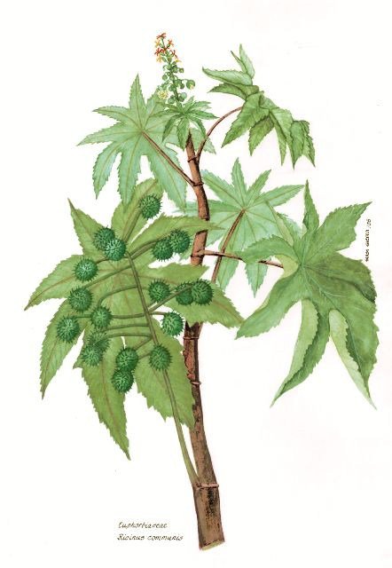 Botanical drawing of the castor plant (Ricinus communis), with large palmate leaves and spiny seed capsules