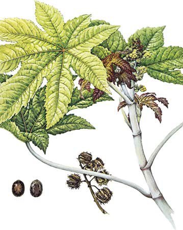 Botanical drawing of a castor oil branch with its large leaves and seed capsules, with two dark seeds lying beside it