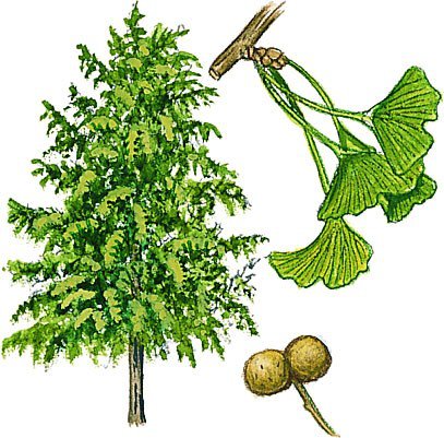 Botanical drawing of the ginkgo tree, with fan-shaped leaves, and a branch of fruit