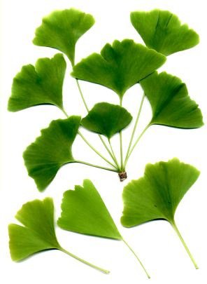Green fan-shaped ginkgo leaves on a white background