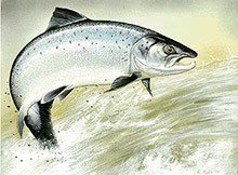 Salmon jumping from water, in an illustration: fish oil is an animal source of omega-3 fatty acids