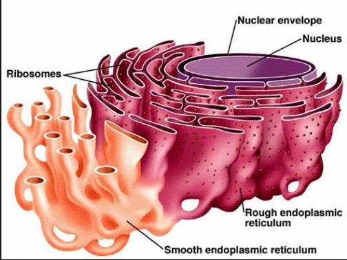 Diagram of the nucleus and its envelope continuous with the rough endoplasmic reticulum studded with ribosomes and the smooth endoplasmic reticulum