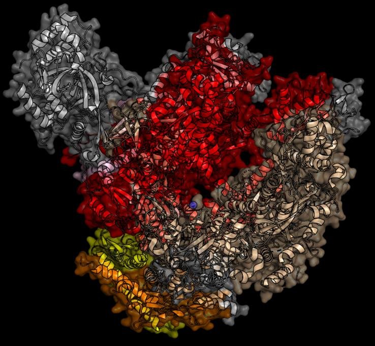 Surface structure of RNA polymerase coloured by subunit, its two lobes forming a crab claw shape that clamps around the DNA