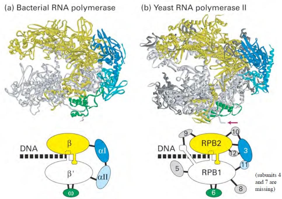 Subunit structures of bacterial RNA polymerase and yeast RNA polymerase II compared, main subunits (beta, beta prime, alpha for bacteria, RPB1 to RPB3 for yeast) coloured and labelled