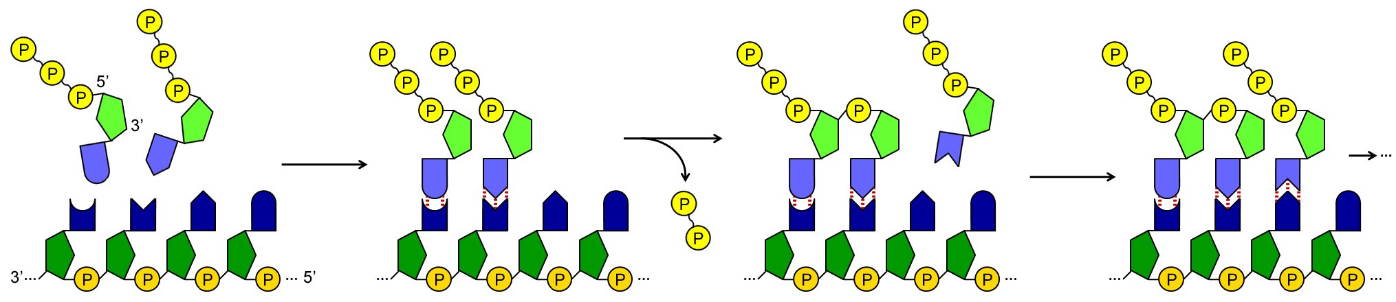 Two-step nucleotide addition: an incoming ribonucleotide first pairs spontaneously with its complementary base, then RNA polymerase forms the covalent phosphodiester bond