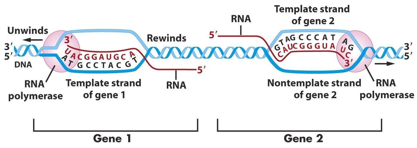DNA unwinding and rewinding at two adjacent genes, RNA polymerase using the lower strand as template for gene 1 and the upper strand as template for gene 2