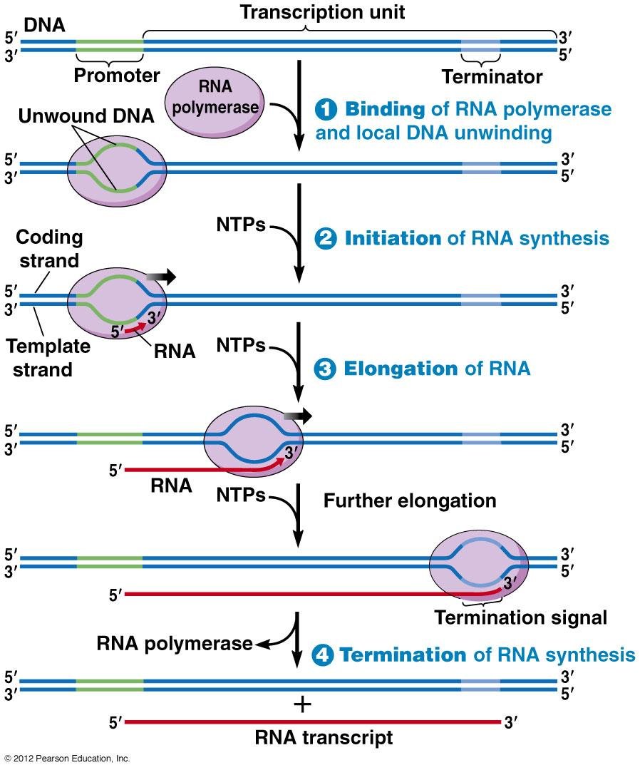 Transcription unit diagram with four numbered steps: RNA polymerase binding and local DNA unwinding, initiation, elongation with NTPs added to the growing RNA, and termination releasing the RNA transcript