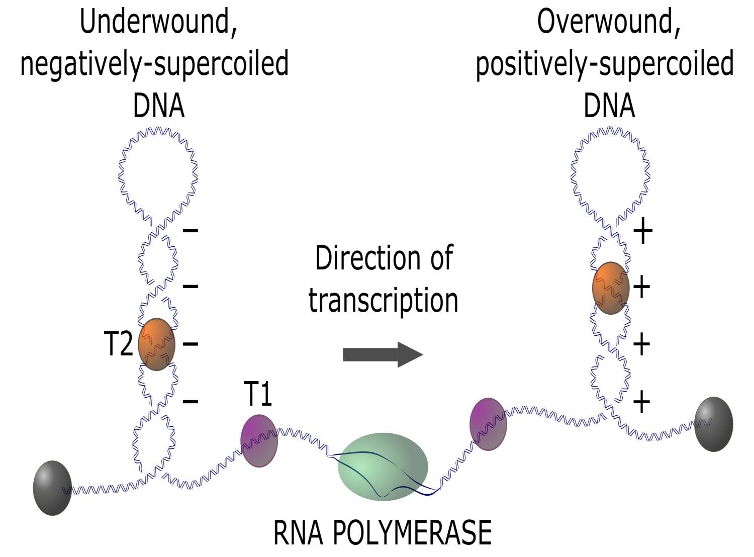 DNA anchored at both ends becomes underwound and negatively supercoiled behind RNA polymerase and overwound and positively supercoiled ahead of it, topoisomerases T1 and T2 marked at each side