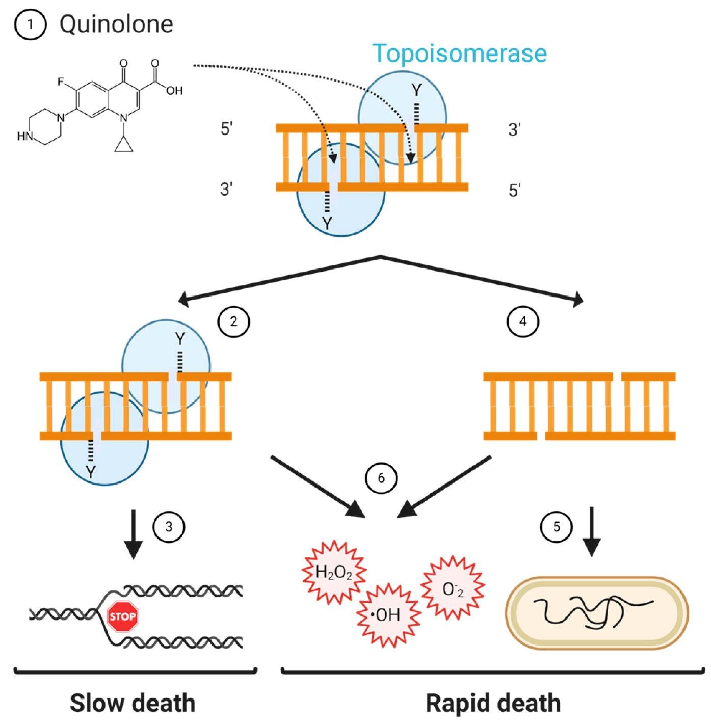 Quinolone blocking bacterial topoisomerase after it cuts double stranded DNA, leading either to slow bacterial death or, if the enzyme detaches and the break stays unrepaired, to rapid death