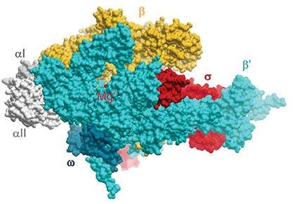 Surface structure of the bacterial RNA polymerase holoenzyme with subunits alpha I, alpha II, beta, beta prime, omega and sigma coloured and labelled