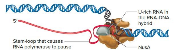 A stem-loop in the nascent RNA causes RNA polymerase to pause, with NusA protein bound and a U-rich sequence in the RNA-DNA hybrid unable to hold it together