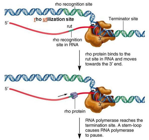 Rho protein binds the rho utilisation site in the RNA and moves towards the 3' end while RNA polymerase pauses at a stem-loop and terminator site