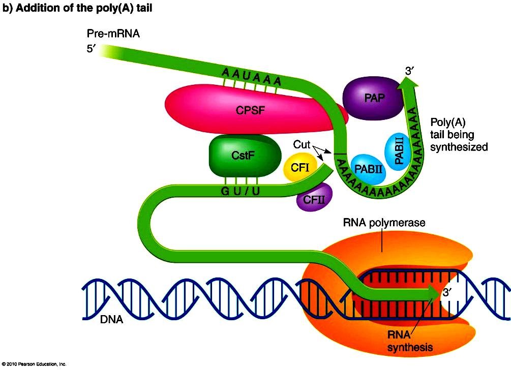 Poly(A) polymerase, PAP, synthesising the poly(A) tail onto the cleaved 3' end of the pre-mRNA, with CPSF, CstF and CFI bound at the cleavage site