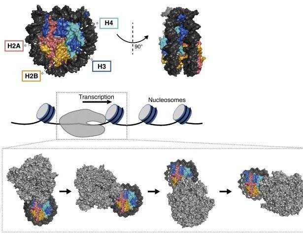 Nucleosome core histones H2A, H2B, H3 and H4 with their structure, and a diagram of RNA polymerase transcribing through a series of nucleosomes
