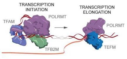 Mitochondrial transcription initiation with TFAM, TFB2M and POLRMT at the promoter, followed by elongation with POLRMT and TEFM
