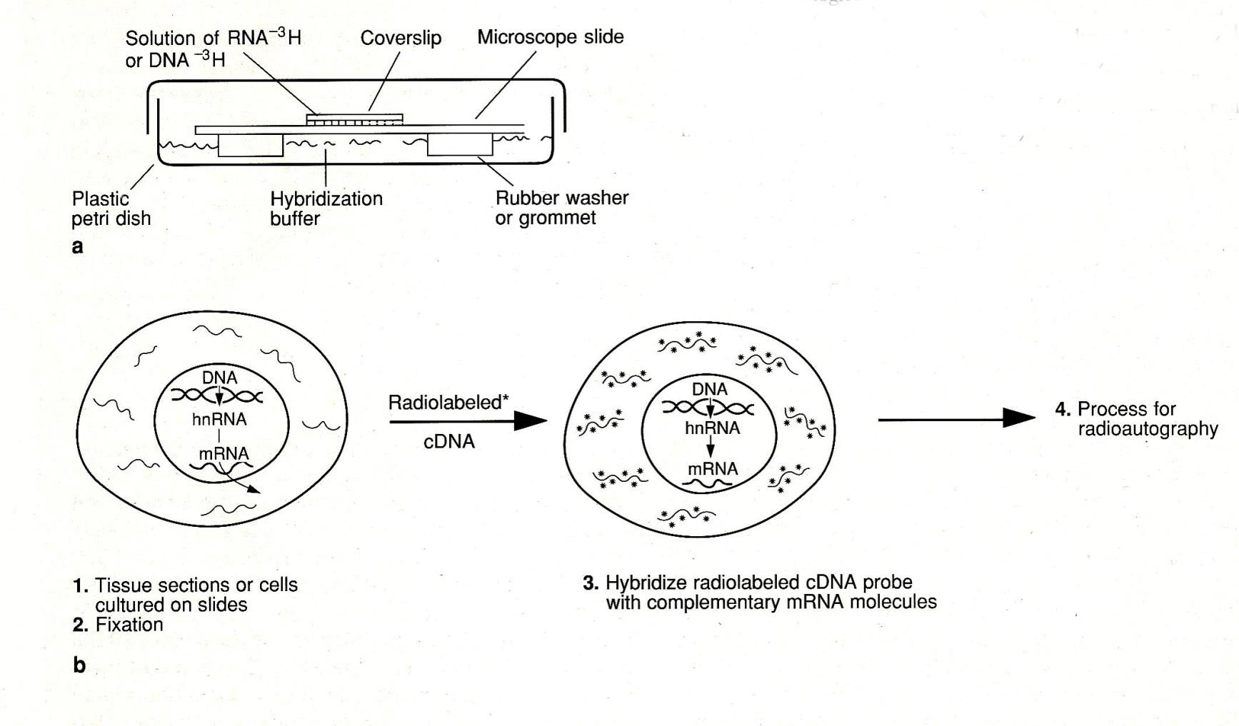 Diagram of radioactive in situ hybridization showing the slide, coverslip, hybridization buffer and rubber washer in a petri dish, and below it a cell whose mRNA is hybridized with a radiolabelled cDNA probe before processing for radioautography