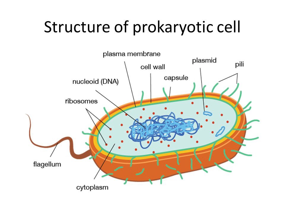 Diagram of a prokaryotic cell labelled with plasma membrane, cell wall, capsule, pili, nucleoid DNA, plasmid, ribosome, flagellum and cytoplasm