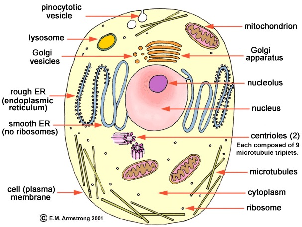 Diagram of a eukaryotic animal cell labelled with pinocytotic vesicle, lysosome, Golgi vesicles, rough endoplasmic reticulum, smooth endoplasmic reticulum, cell membrane, mitochondrion, Golgi apparatus, nucleolus, nucleus, centrioles, microtubules, cytoplasm and ribosome