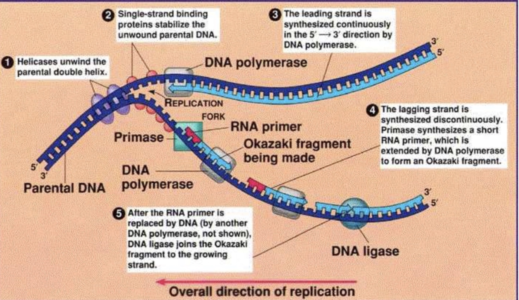 Diagram of a replication fork showing helicase unwinding the parental double helix, single-strand binding proteins, primase laying an RNA primer, DNA polymerase synthesising the leading strand continuously and the lagging strand as Okazaki fragments, and DNA ligase joining them