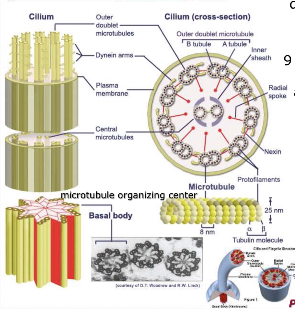 Diagram of a cilium in longitudinal and cross section showing the axoneme with nine peripheral doublets and two central microtubules, the microtubule organising centre and the basal body