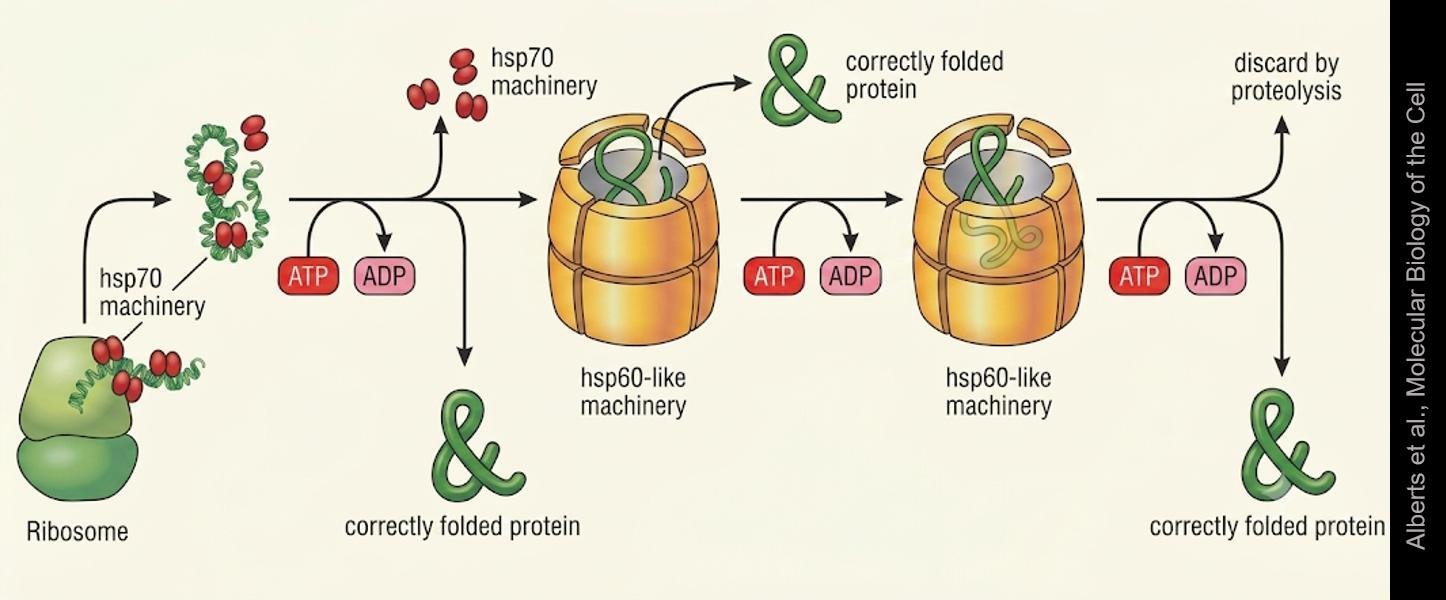 Hsp70 and hsp60-like chaperone machinery: hsp70 binds the nascent chain from the ribosome, then ATP-driven cycles either fold it directly or commit it to a barrel-shaped hsp60-like chamber, ending in a correctly folded protein or discard by proteolysis