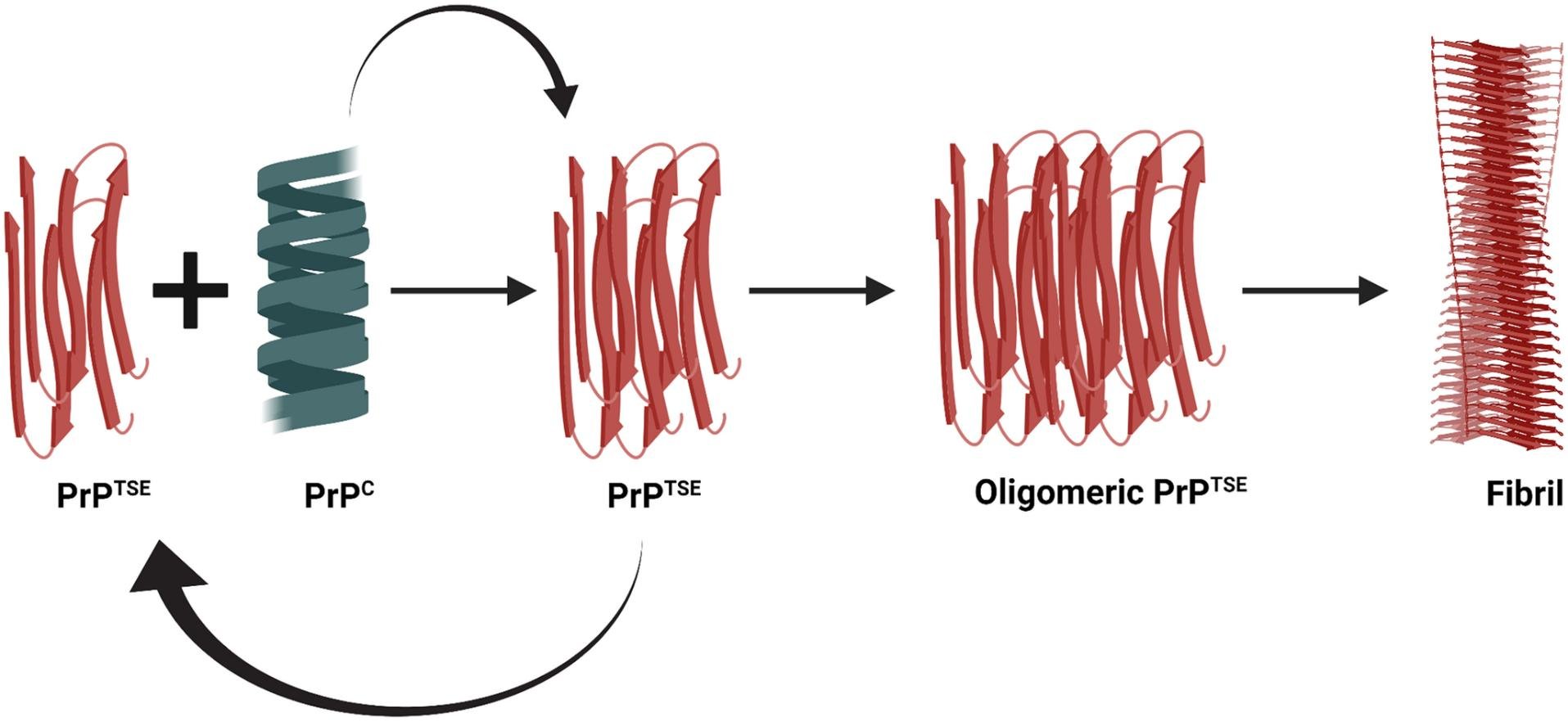 Amyloid self-templating cycle: normal PrPC combines with a PrPTSE seed to give more PrPTSE, which assembles into oligomeric PrPTSE and then into a fibril