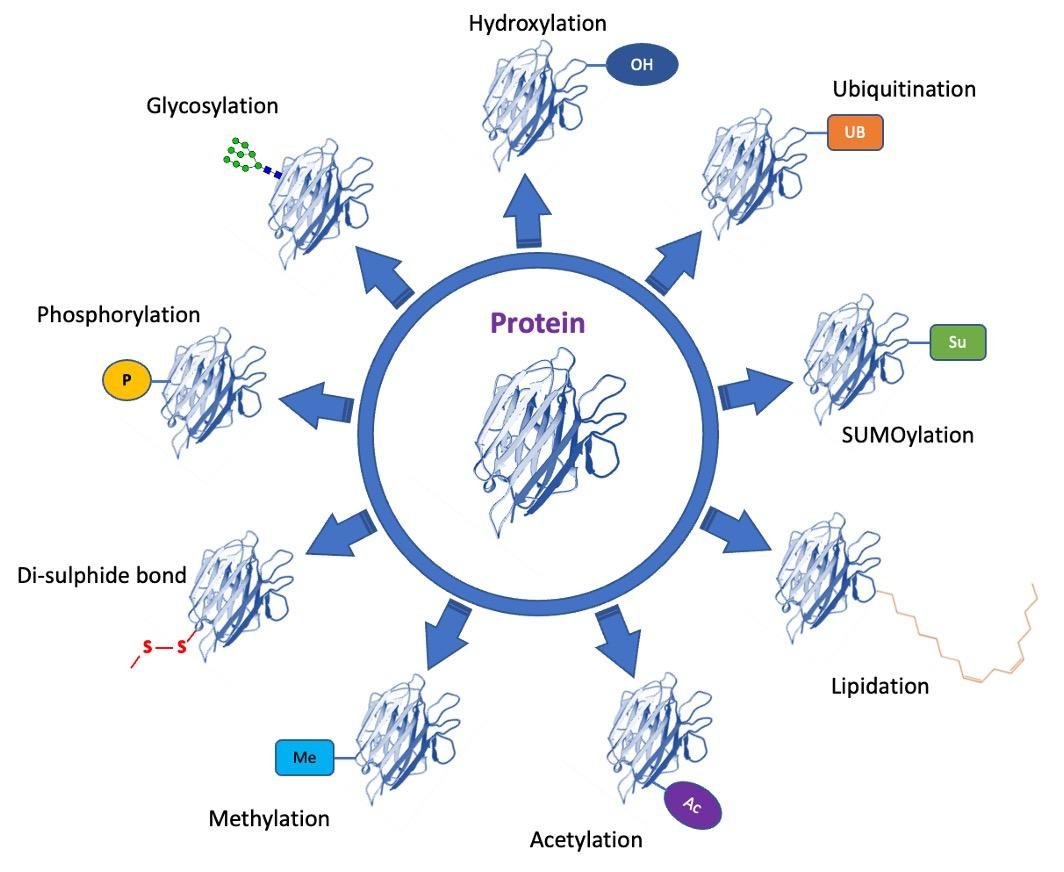 Wheel of post-translational modifications on a protein: hydroxylation, ubiquitination, SUMOylation, lipidation, acetylation, methylation, disulphide bond formation, phosphorylation and glycosylation