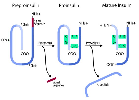 Preproinsulin to mature insulin: proteolysis removes the signal sequence to give disulphide-bonded proinsulin, then a second proteolysis excises the C peptide, leaving the disulphide-linked A and B chains of mature insulin