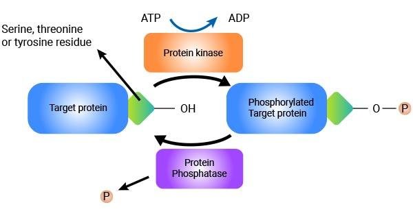 Phosphorylation cycle: protein kinase uses ATP to add phosphate to the OH of a serine, threonine or tyrosine residue on the target protein, protein phosphatase removes it, interconverting target protein and phosphorylated target protein