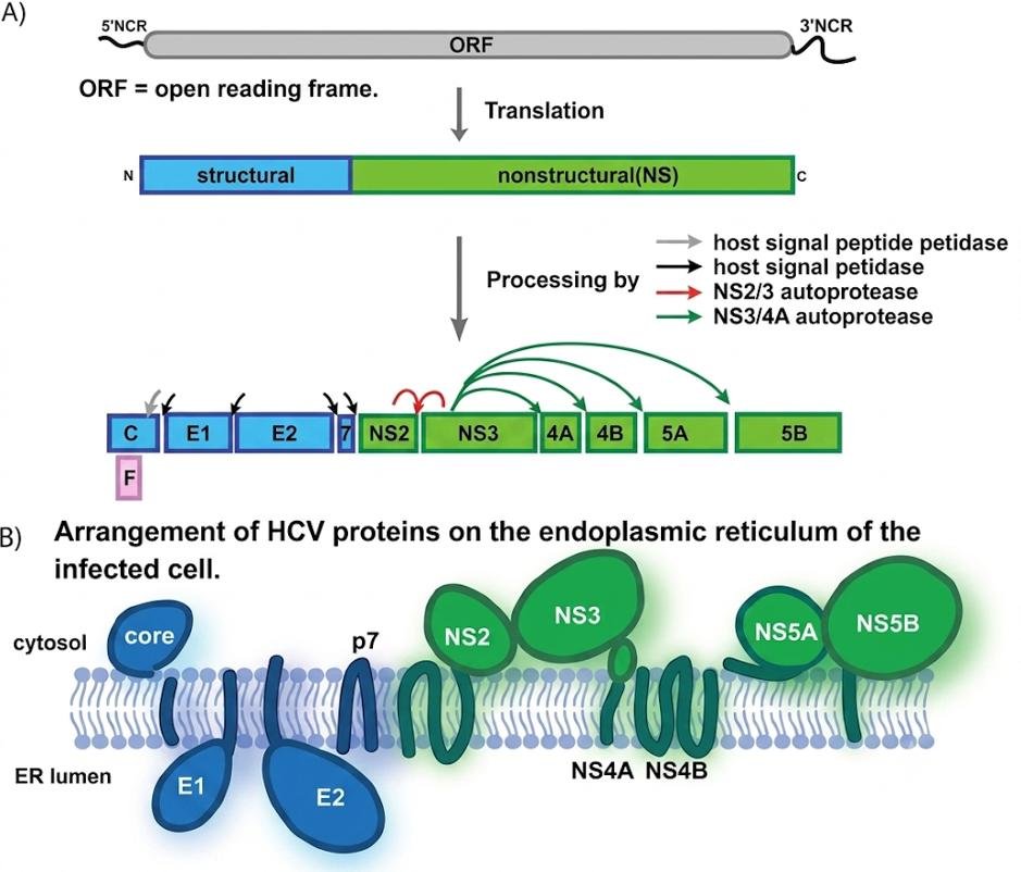 Hepatitis C virus polyprotein: the single ORF with 5' and 3' non-coding regions is translated into a structural-nonstructural polyprotein, cleaved by host and viral proteases into core, E1, E2, p7, NS2 to NS5B, arranged across the ER membrane
