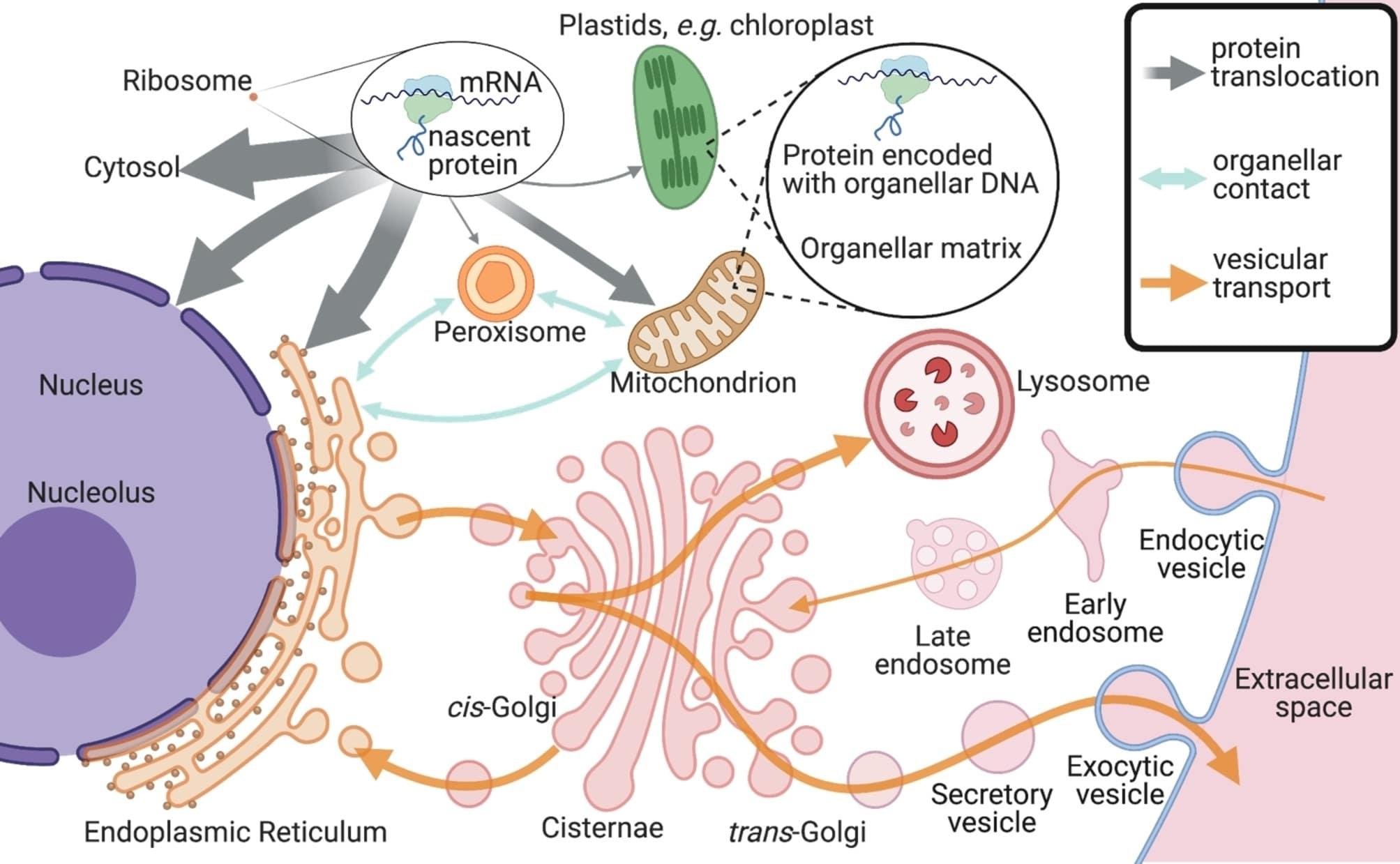 Cell-wide protein trafficking map: ribosomes make nascent proteins for the cytosol or organelles with their own DNA, while rough ER, cis- and trans-Golgi, lysosome and early and late endosomes exchange material by vesicular transport with the cell surface