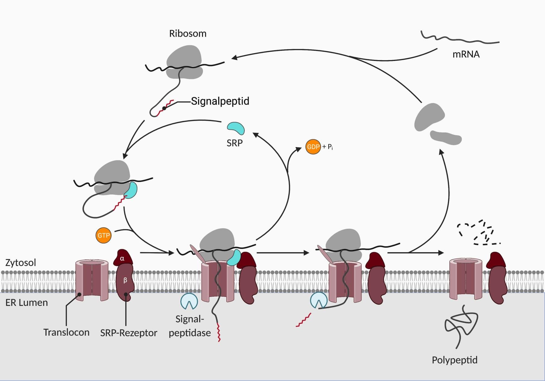 SRP cycle at the ER membrane: the ribosome's signal peptide is bound by SRP, which docks via GTP to the SRP receptor at the translocon so the growing polypeptide threads into the ER lumen, and the signal peptidase then cleaves the signal peptide
