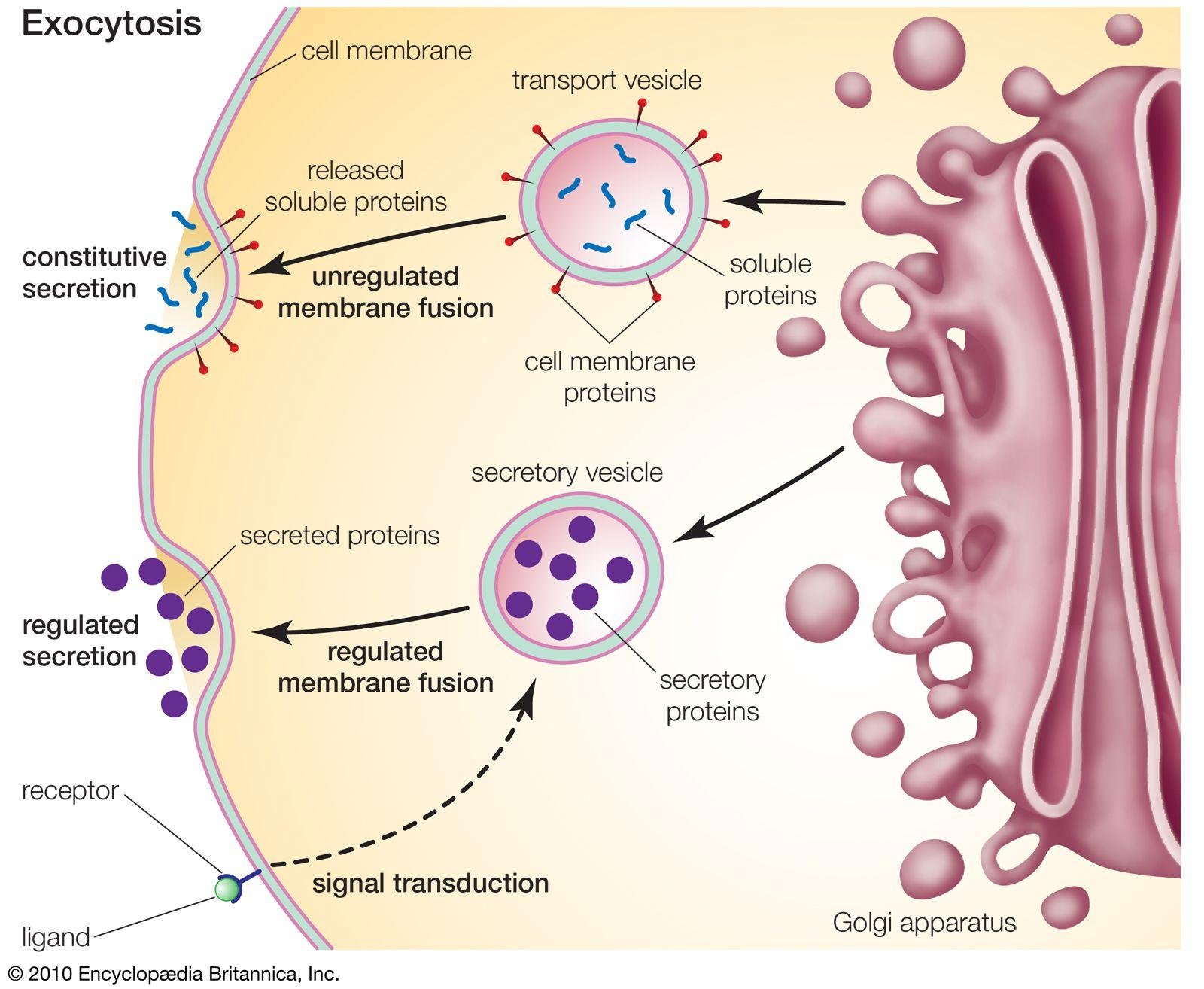 Exocytosis at the Golgi: a transport vesicle releases soluble and cell membrane proteins by unregulated membrane fusion, constitutive secretion, while a secretory vesicle releases its proteins only after receptor-triggered signal transduction, regulated secretion