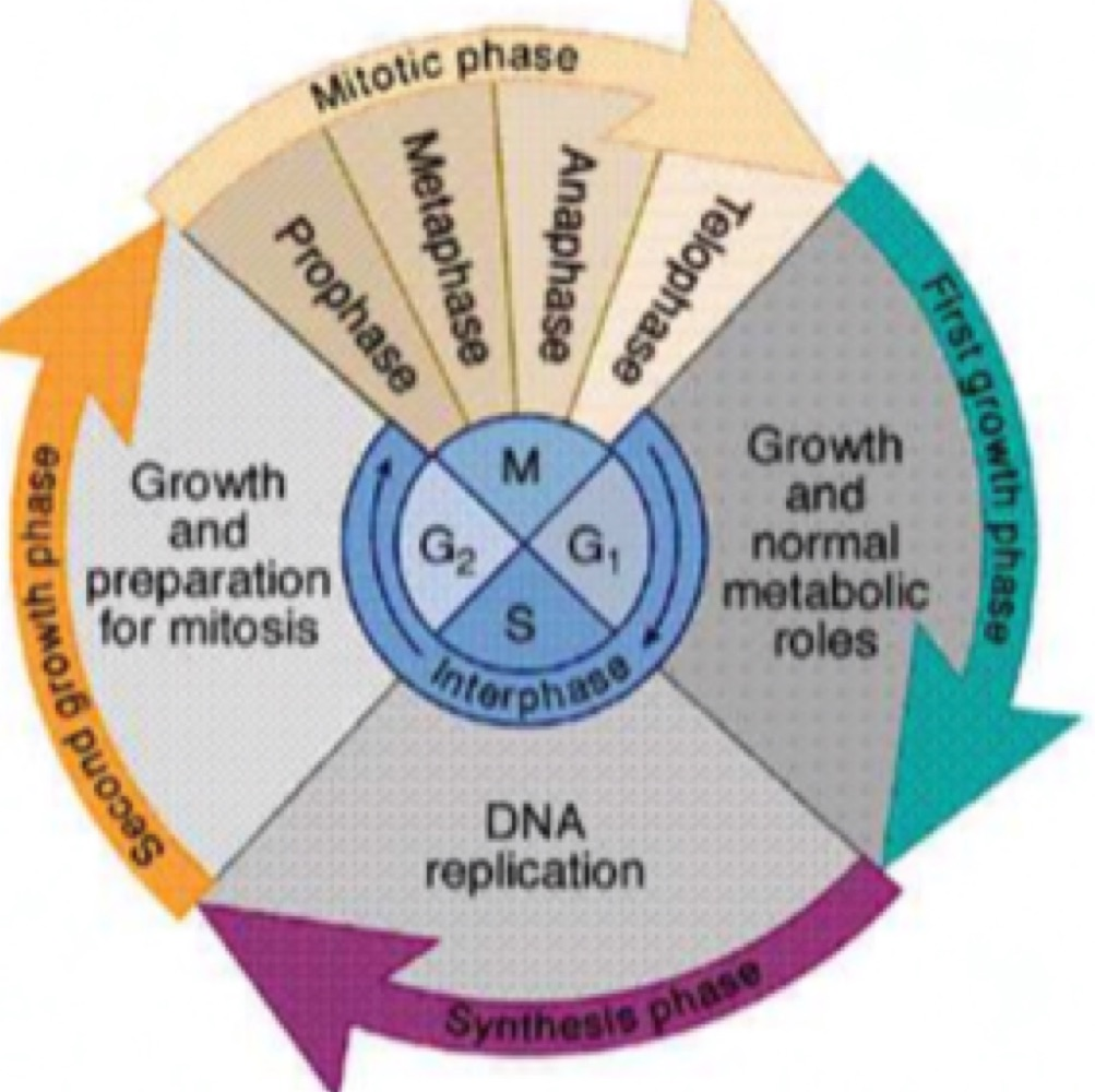 Diagram of the cell cycle showing the mitotic phase with prophase, metaphase, anaphase and telophase, and interphase divided into the first growth phase, DNA replication in the synthesis phase, and the second growth phase preparing for mitosis
