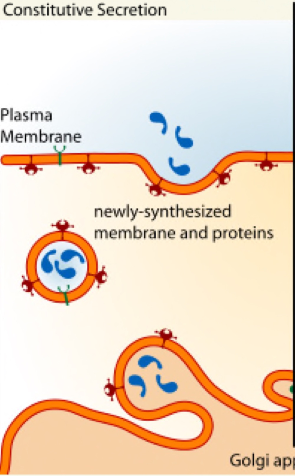 Diagram of constitutive secretion showing newly synthesised membrane and proteins carried from the Golgi apparatus in vesicles that fuse with the plasma membrane