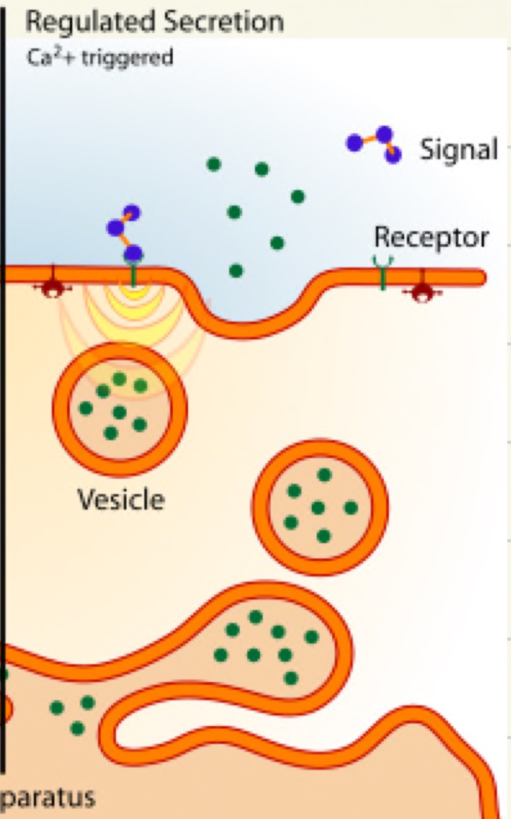 Diagram of regulated secretion showing a signal binding a receptor and triggering calcium-dependent fusion of a stored vesicle with the plasma membrane