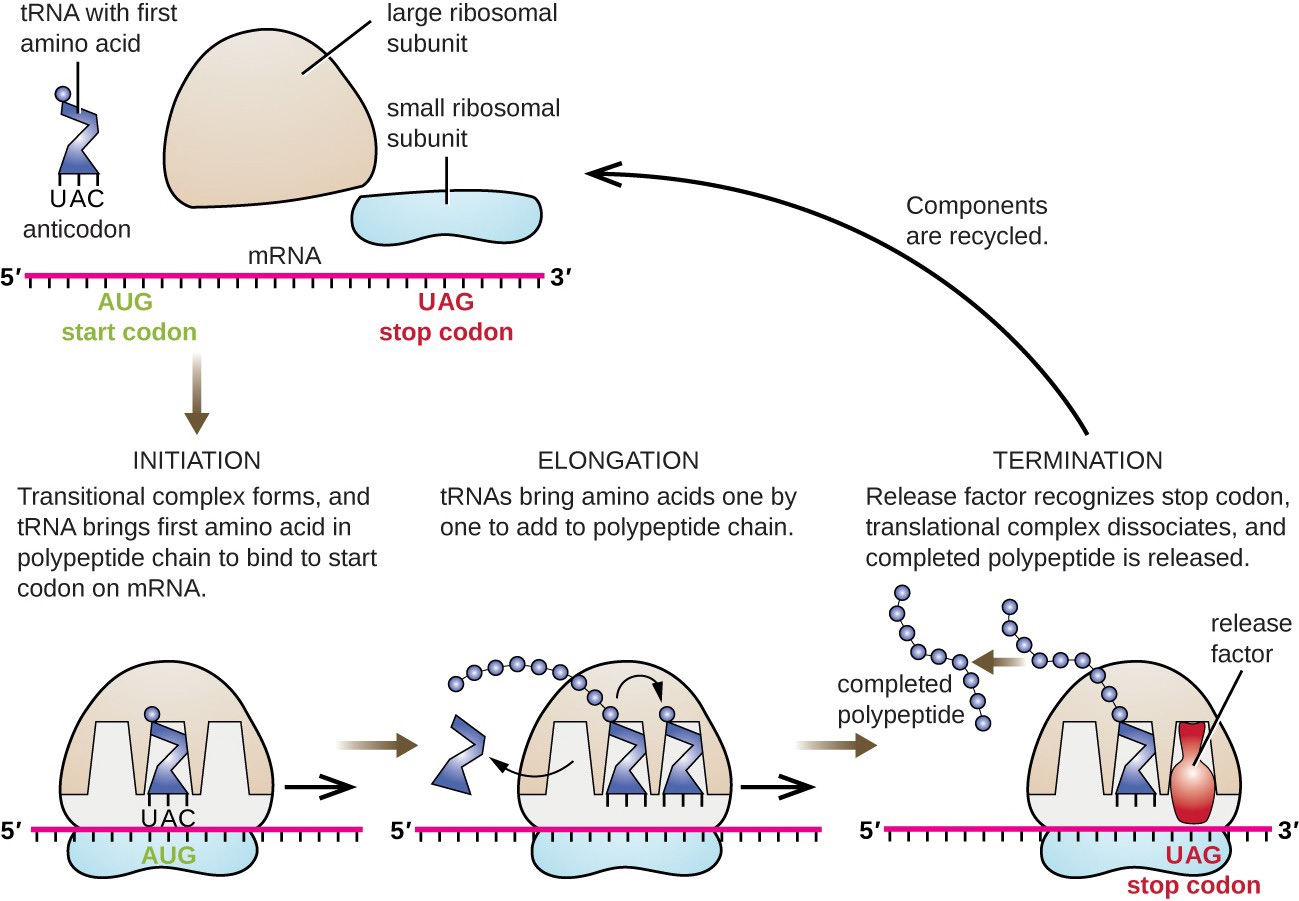 Diagram of protein synthesis showing the ribosomal subunits, the mRNA with its start and stop codons, and tRNA delivering amino acids during initiation, elongation and termination