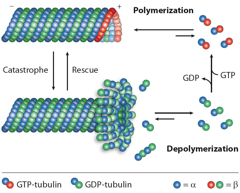 Microtubule polymerisation and depolymerisation: GTP-tubulin adds at the plus end, catastrophe and rescue switch between growing and shrinking, GTP is hydrolysed to GDP