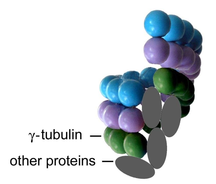 A gamma-tubulin ring complex with other proteins nucleating a new microtubule from alpha- and beta-tubulin dimers