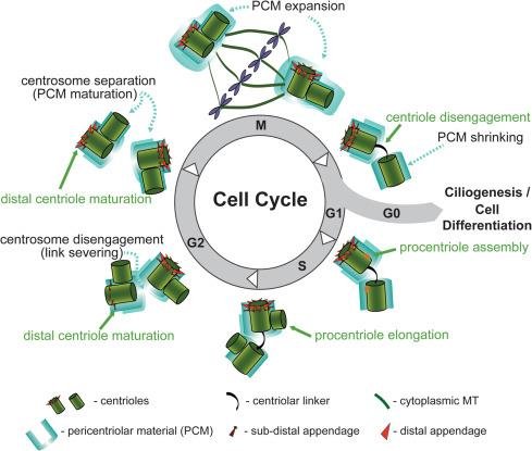 Centrosome and centriole cycle through the cell cycle: centriole disengagement, PCM shrinking and expansion, procentriole assembly, elongation and distal centriole maturation