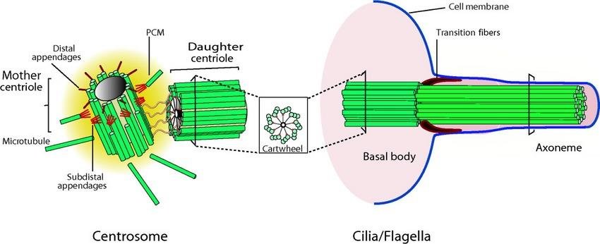 Centrosome with mother and daughter centriole, cartwheel and subdistal and distal appendages, compared with a basal body nucleating the axoneme, transition fibres labelled