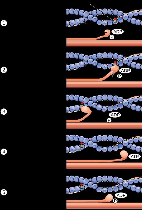 Five-step myosin walking cycle along an actin filament, the head cycling between ADP, ADP with phosphate, and ATP-bound states