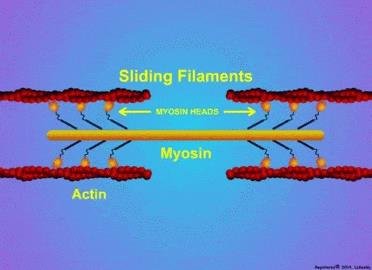 Sliding filament mechanism: myosin heads walk along actin filaments of opposite polarity, pulling the two ends of the sarcomere together