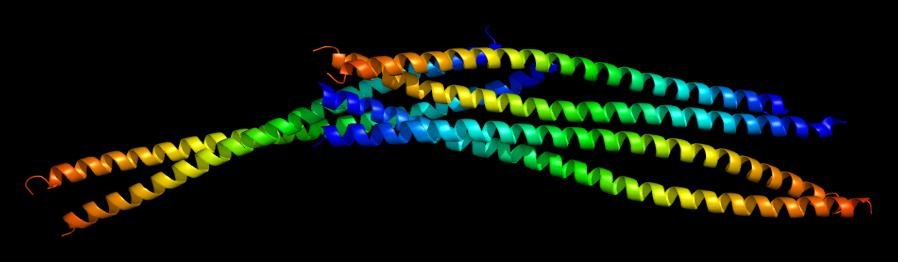 Molecular model of six vimentin molecules bound together, an intermediate filament forming