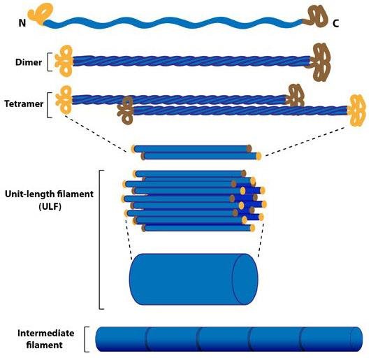 Intermediate filament assembly: monomer with N- and C-terminal heads, coiled-coil dimer, staggered tetramer, unit-length filament (ULF) and the mature intermediate filament
