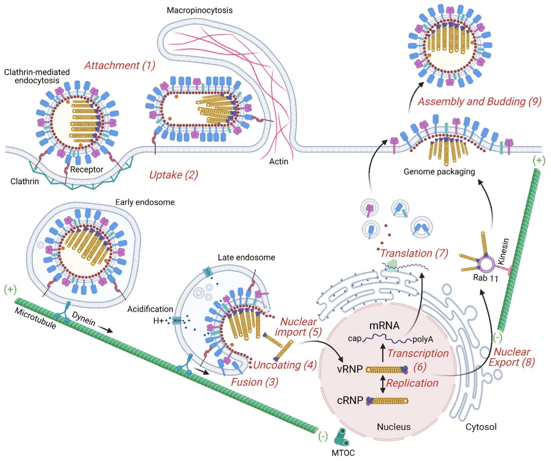 Influenza virus life cycle using the host cytoskeleton: clathrin-mediated attachment and uptake, endosomal fusion and uncoating, dynein transport to the nucleus, then kinesin transport, genome packaging and budding