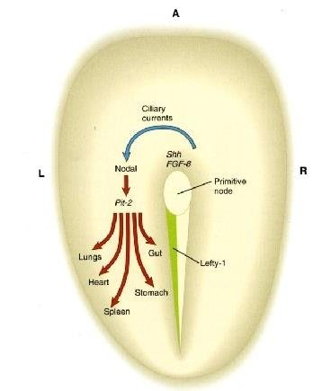 Embryo diagram of left-right asymmetry: Shh and FGF8 signals at the primitive node drive asymmetric Pitx2 expression and correct organ placement of lungs, heart, stomach, gut and spleen